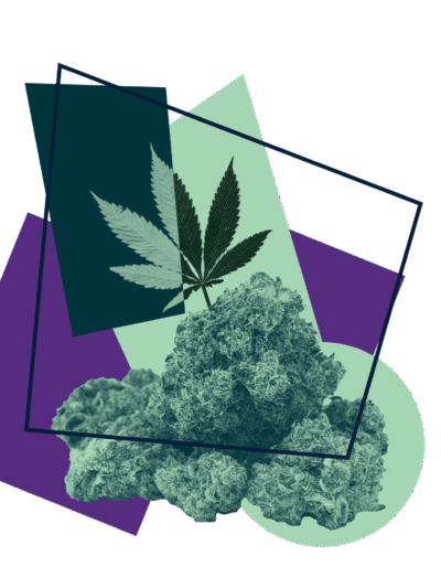 Marijuana leaf and buds with a purple and green visual overlay.