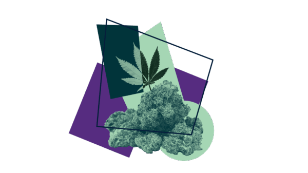 Marijuana leaf and buds with a purple and green visual overlay.