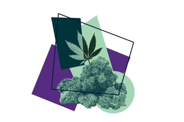 Marijuana leaf and buds with a purple and green visual overlay.