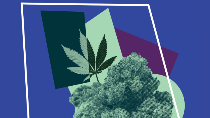 marijuana with purple background